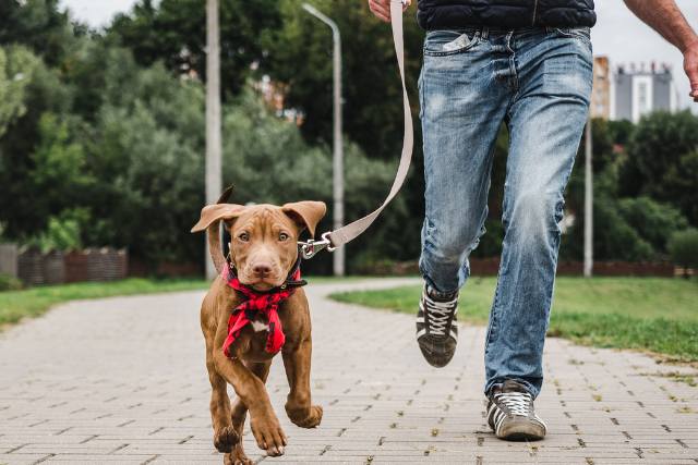 Signs from deceased dog is still with you