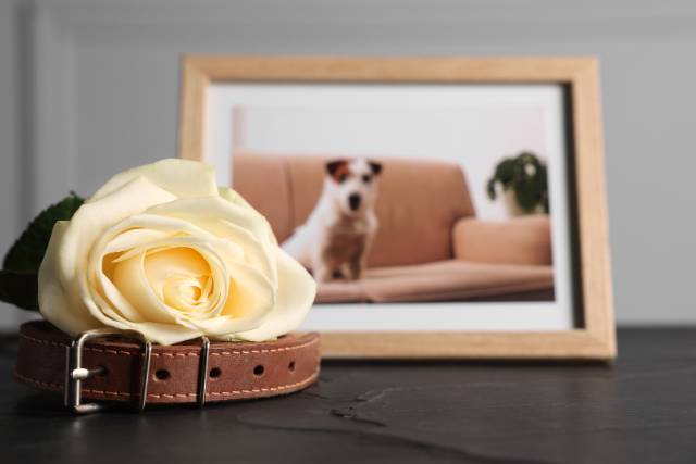 Signs your deceased dog is still with you