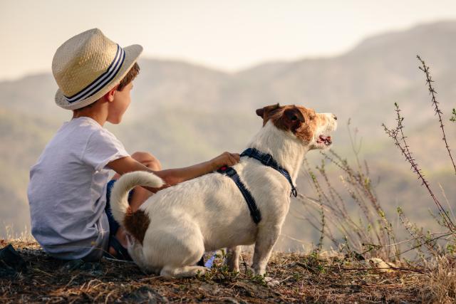 Signs from dogs in heaven