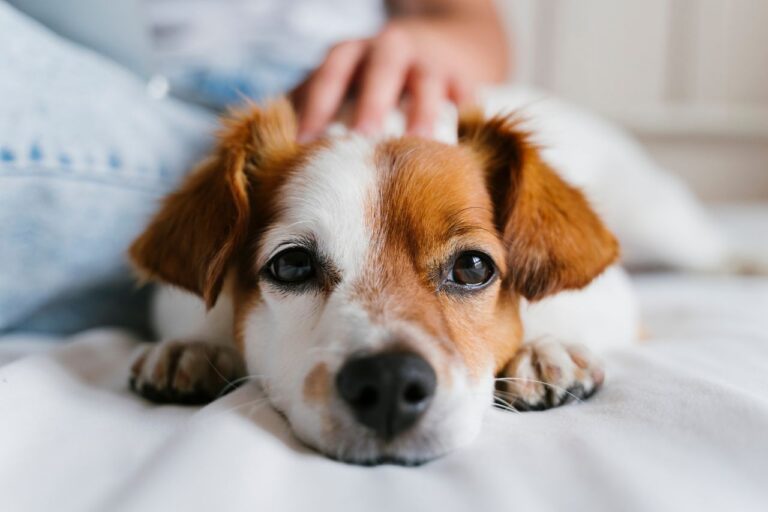 18 Ways To Help A grieving Dog after a loss