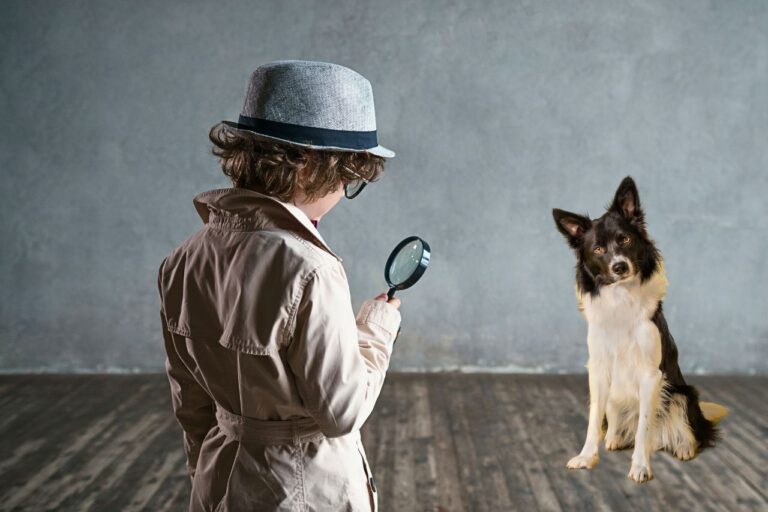 6 Ways To Find Your Reincarnated Pet